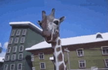 Giraffe жираф GIF