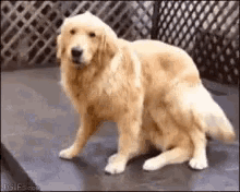 Funny Dogs GIF