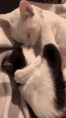 Kissing Cat GIF - Kissing Cat GIFs