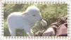 a white sheep is standing in a field with a person standing behind it .