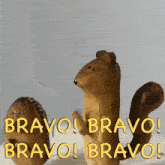 Bravo Bravo Bravo GIF - Bravo Bravo Bravo Squirrel GIFs