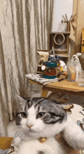 Cat Wiggle GIF - Cat Wiggle дапи GIFs