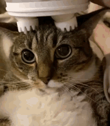 Cat Massage GIF - Cat Massage - Discover & Share GIFs