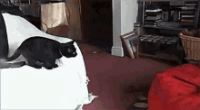 Black Cat Jump GIF - Black Cat Jump Pillow GIFs