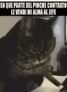Cat Busy GIF