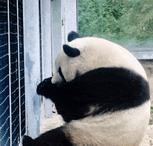Huahuapanda Gau Truc GIF - Huahuapanda Gau Truc Panda GIFs