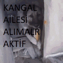 Kangal Aile GIF - Kangal Aile Sivas GIFs