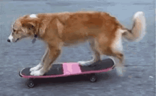 Dog Skating GIF - Dog Skating GIFs
