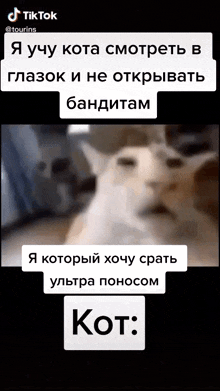 a screenshot of a tiktok video of a cat with a caption in russian