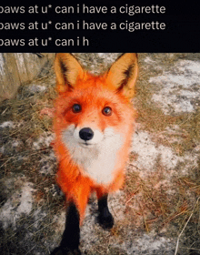 a picture of a fox with the words paws at u can i have a cigarette