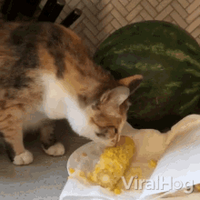 Lick Viralhog GIF - Lick Viralhog Cat Tasting Food GIFs