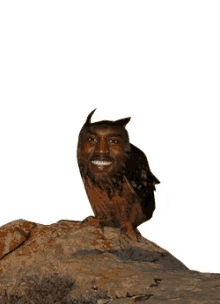 owl smiling blinking stare bird