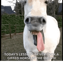 Horse Laugh GIF - Horse Laugh Tongue GIFs