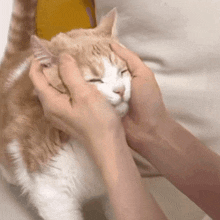Orange Cat Yourarchivist GIF - Orange Cat Yourarchivist Cat Face GIFs