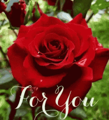 Special For You GIF