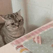 Cat Funny Animals GIF - Cat Funny Animals Touch GIFs