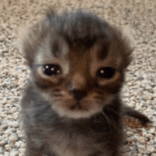 a small kitten is sitting on a carpet with a sad look on its face .