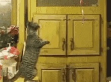 Cats Almost GIF - Cats Almost Funny Animals GIFs
