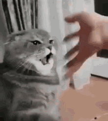 Annoy Cat GIF - Annoy Cat Staring Cat GIFs