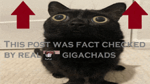 a black cat is sitting under two red arrows that say this post was fact checked by real gigachads