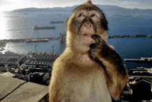 a monkey stands in front of a body of water and mountains