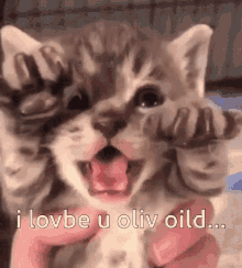 Oliveoil Cat GIF - Oliveoil Cat Cute GIFs