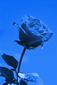 Pretty Blue Rose GIF