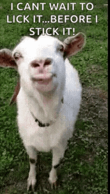 goat-goat-lick.gif