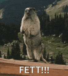 a ground squirrel standing on its hind legs with the words fett !! written below it
