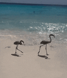 two flamingos are walking on a sandy beach near the ocean