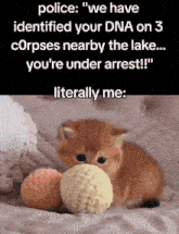 a kitten is playing with a ball on a bed with a caption that says police have identified your dna