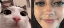 Ella Purnell Plink Cat GIF