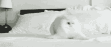 Crazy Cats GIF - Cat White Bed GIFs