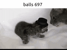a kitten wearing a top hat is standing next to a cat