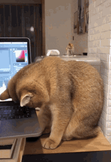 Cat Face In Laptop GIF