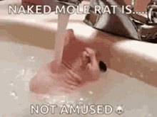 naked mole rat rat taking a bath