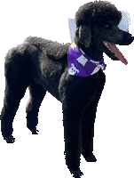 a black poodle wearing a purple bandana with white ghosts on it