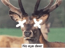 a deer with two x 's on its eyes and the words no eye deer below it .