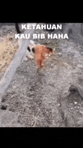 a cat and a dog are walking in the dirt with a caption that says ketahun kau bib haha .