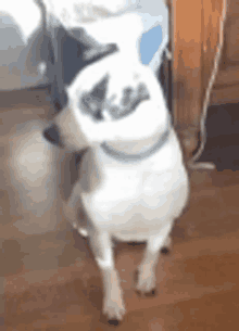Dog Dalmatian GIF - Dog Dalmatian GIFs