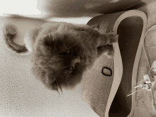 Cat GIF - Cat GIFs