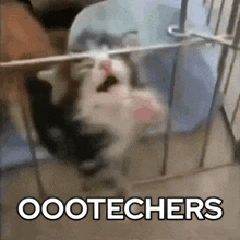 a cat is in a cage with the words oootechers written on the bottom