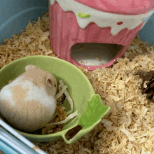 a hamster sits in a green bowl next to a pink cupcake house