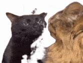 Cat Cats GIF - Cat Cats Zoned Out GIFs