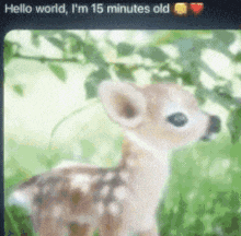 a picture of a baby deer with the words hello world i 'm 15 minutes old on the bottom