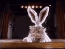 Easter Cat Happy Easter GIF