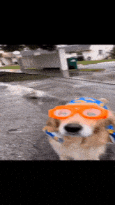 a dog wearing swimming goggles and a blue hat