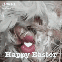 happy easter funny egg chicken laying