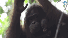 Monkeyoflife Orangutan GIF - Monkeyoflife Orangutan GIFs