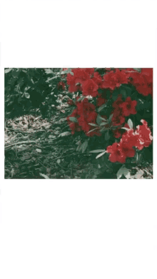 Flower Red GIF
